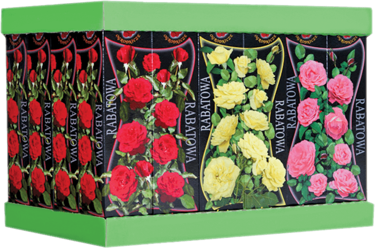 Róże Rabatowe